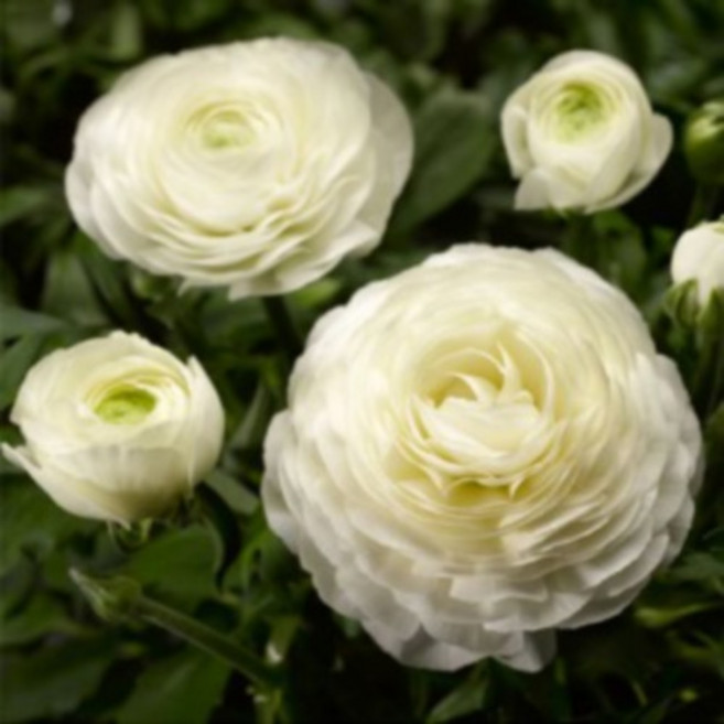 [꽃씨]라넌큐러스, 매직 화이트(미니종) : 5립, 1개