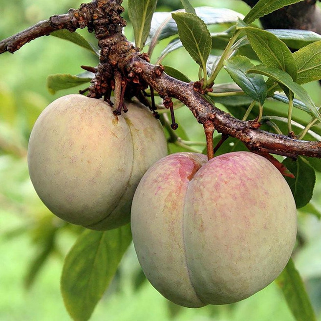 과즙많은 조생솔담 자두묘목 / 조생품종 자두나무/dk, 1개