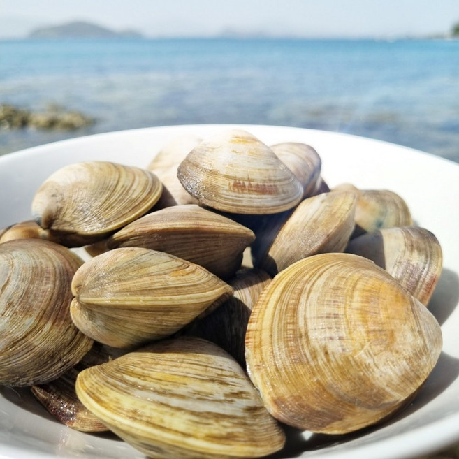 백합조개 백상합 1kg 소 중 대 캠핑 조개구이 홈파티 집들이 음식 요리, 중 1kg, 1개