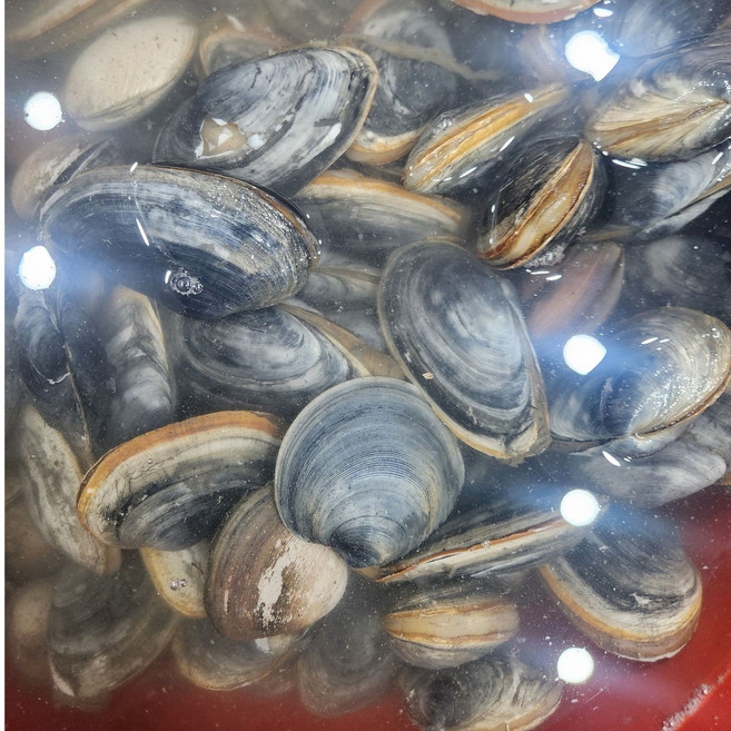 깐 우럭조개 500g 자연산 국산 남해안 손질 조개살 국물용 당일작업 명교수산, 4개