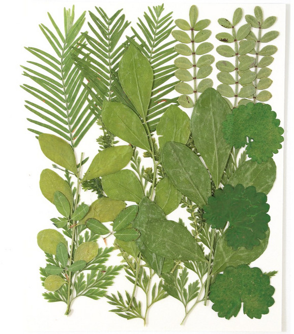 한현 DIY 대용량 압화 책갈피 만들기 종합팩 꽃모음 1장 20꽃, 1세트, HX14