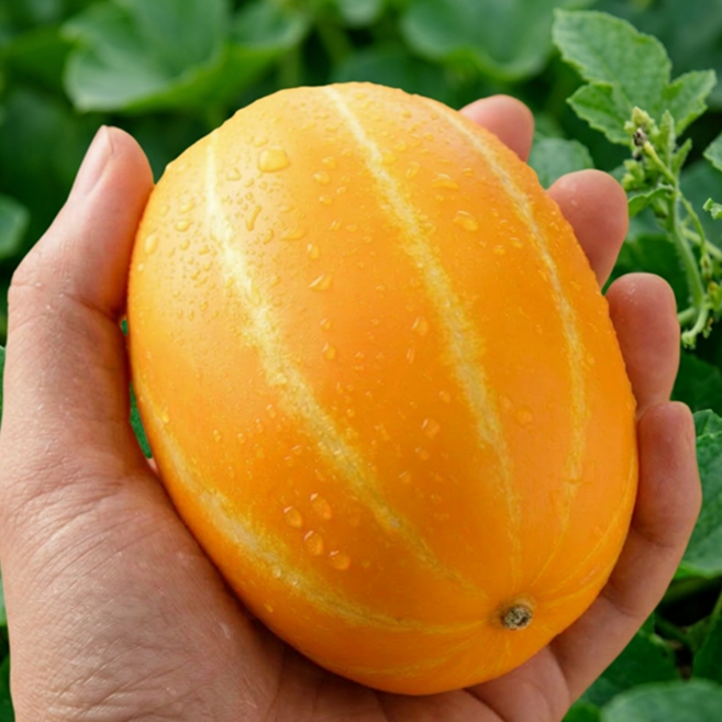 고당도 성주참외 가정용 성주 꼬마참외, 1개, 1kg(3-9과)