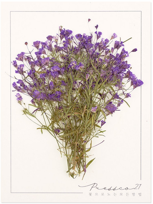 프레스코21 압화 줄기 밤안개(보라) 20p