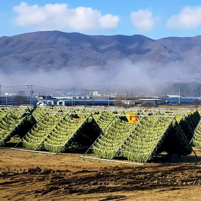 강원도 양구 펀치볼 건 시래기, 1박스, 1kg