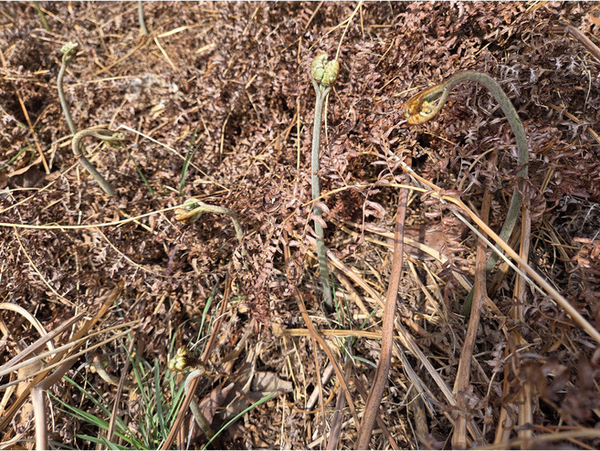 산들곳간 지리산 2026년산 햇 고사리 국산고사리 말린고사리 건고사리, 3개, 100g