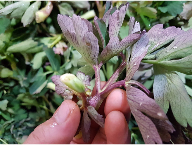 [싱싱식품] 여수 금오도 방풍나물 노지 방풍나물 봄나물 산지직송, 1세트, 2kg