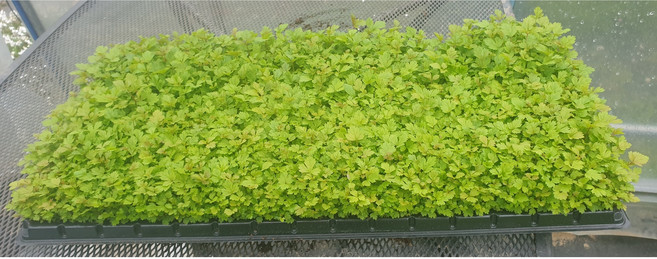 유기농산물-눈개승마/섬엉겅퀴/겹삼잎국화/어수리/섬쑥부쟁이 모종&종근 ﻿(강원도 홍천군 내면 고랭지 재배/ 재배 및 육묘 농원직접판매), 어수리종근 (30촉), 1개