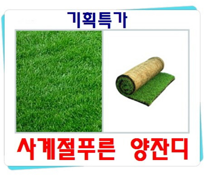 사계절푸른 롤잔디(154x65) 켄터키블루그라스 1장 롤양잔디, 1개