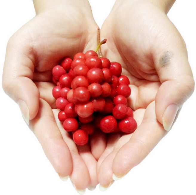 문경 오미자 5kg 설탕 5kg 담은 당절임 10kg 오미자청, 1개, 25년 오미자 당절임 10kg