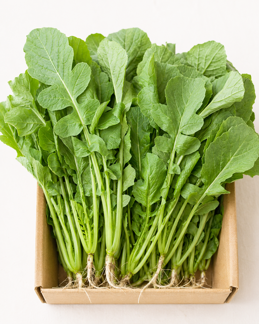 산지바로 어린열무 당일수확 여름 물김치 겉절이용 열무국수 쌈채소, 1박스, 어린열무 4kg