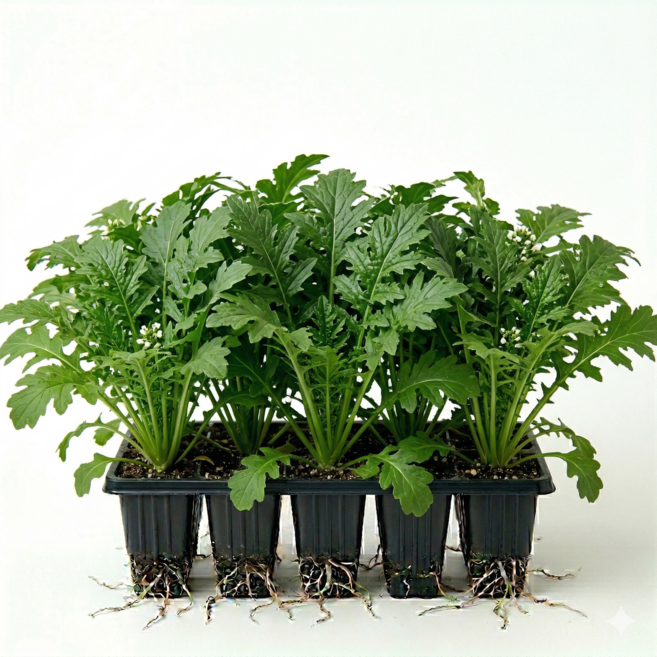 와사비상추 모종 키우기 와사비나, 5개