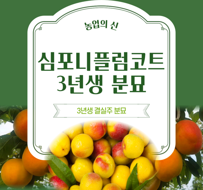[농업의 신]심포니 플럼코트 자두 살구결합 살구나무 자두나무 결실주 3년생 분묘 묘목