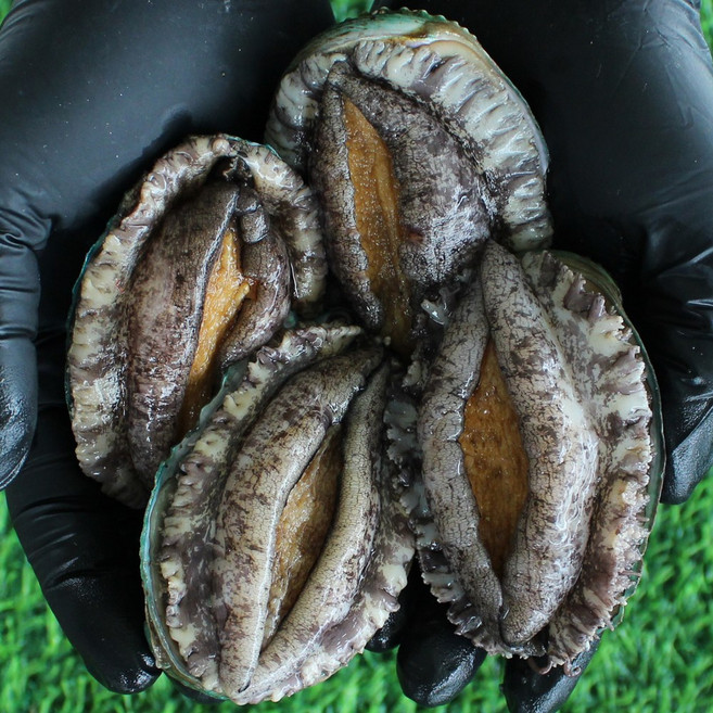 완도 활 전복 1kg 15미 산소포장, 1개