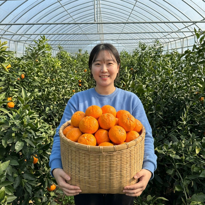 [가성비1위] 카라향 못난이 혼합 감귤 제주 산지직송 가정용 호랑이농부, 1박스, 5kg