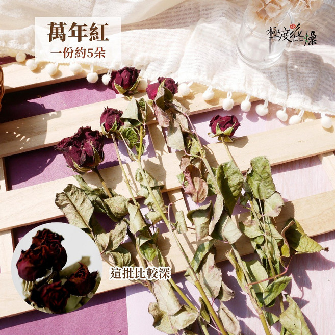 極度花燥 萬年紅 乾燥玫瑰花材, 【萬年紅】一份5朵,一份
