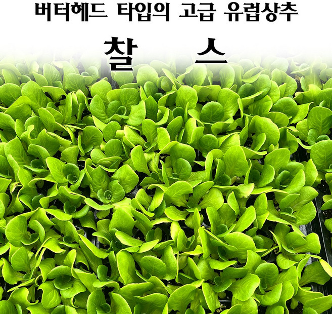 [모종심는아빠] 버터헤드타입의 고급 유럽상추 찰스 모종, 모종, 12개