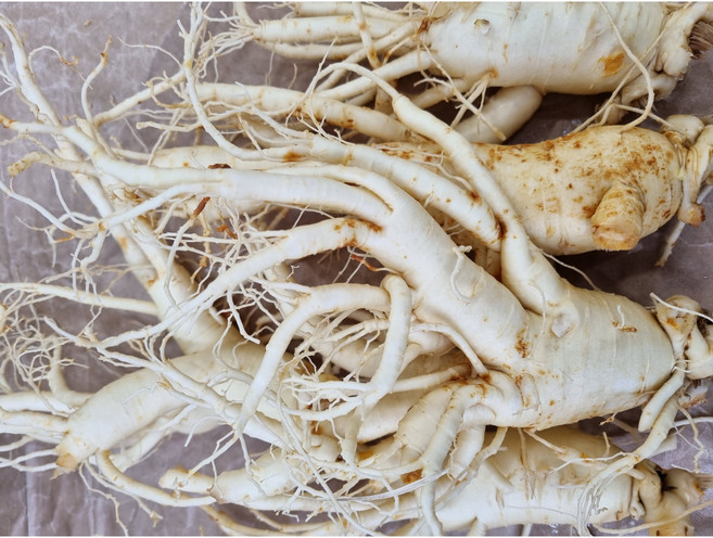 홍삼용 6년근 풍기인삼1000g(5-8뿌리) 750g(4-7뿌리) 500g(3-4뿌리) 황특대난발 세척택배서비스 6년근, 750g, 10세트