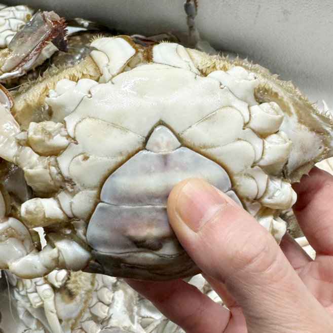 [급속냉동] 일품어장 태안 신진도 꽃게 몽당 암꽃게 숫게 5kg 대용량 업소용, 1개, 숫꽃게 5kg(15미 내외)