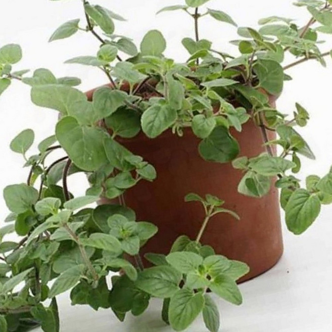 요리용 허브 수확 오레가노 키우기 세트 허브 씨앗 화분 재배 키트 베란다 텃밭, 1개