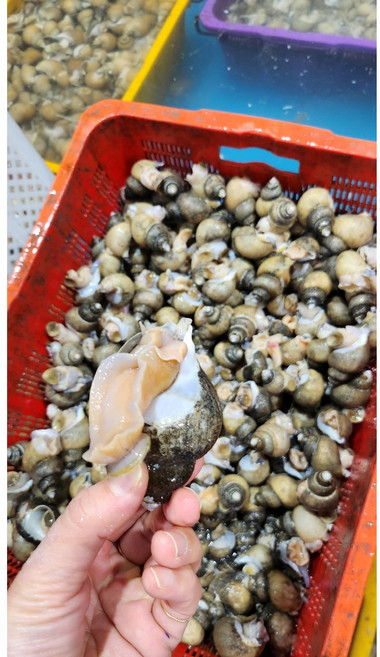 선주직송 자연산 흑골뱅이, 1박스, 3kg (210미 내외)