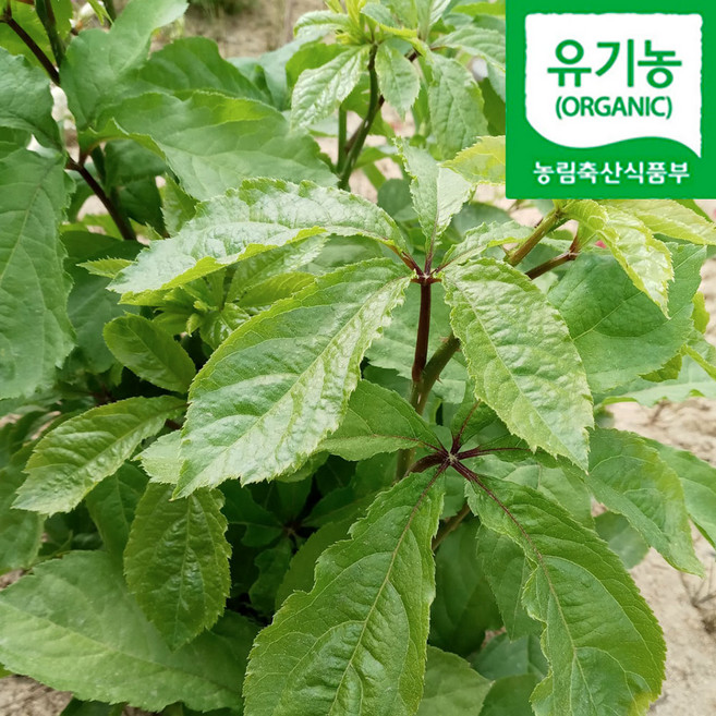 [산지직송] 유기농 국산 오가피순나물 신선한 오가피순, 1kg, 1박스, (생)