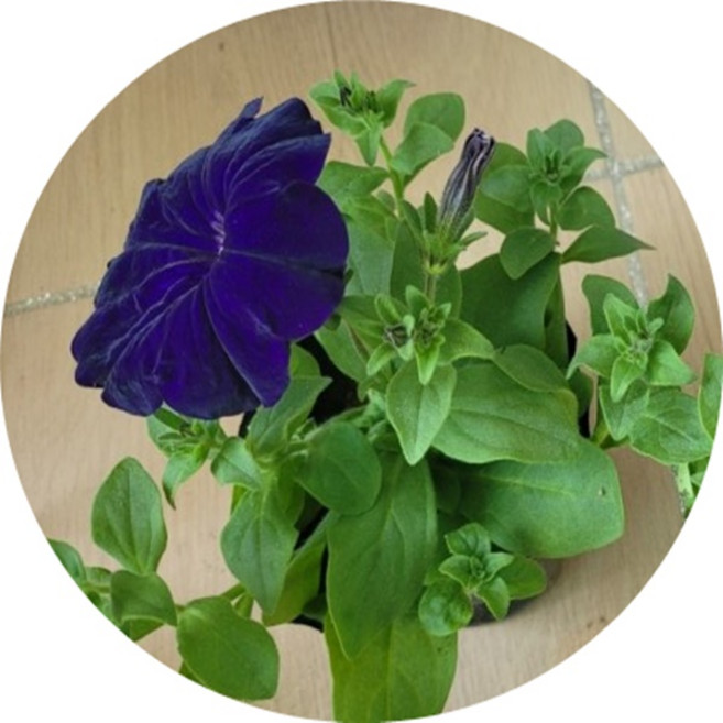 한련화/garden vasturtium/6포트분1세트/초화/조경/정원/꽃모종, 퍼플6, 1세트