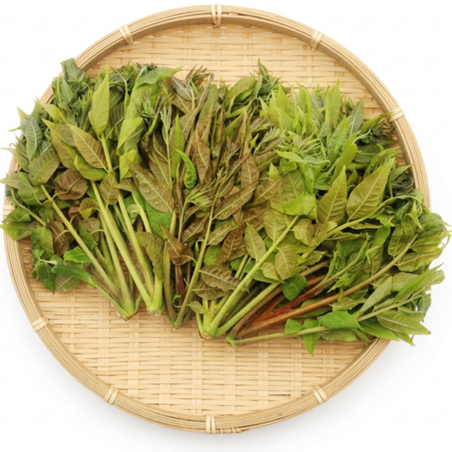 [한정특가] 국산 봄 가죽나물 참죽나무순 특품, 1개, 4kg