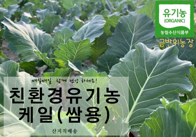 친환경 유기농 케일 (쌈용/즙용)새벽수확 산지직송, 쌈용 2kg, 1개