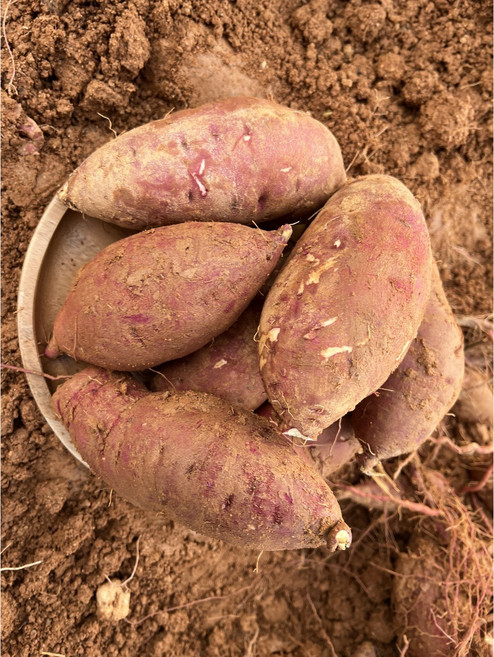 [단독특가] 정품 국내산 호풍미 고당도 호박고구마, 1박스, 3kg(특대)