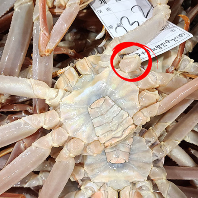 나도 백대표다 수율보장 퀄리티 그대로 절지 러시아대게 활대게 박달 대게, 토요일, 찜, 절지대게 800g, 1개