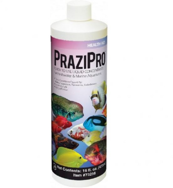 히카리 프라지프로 16온스