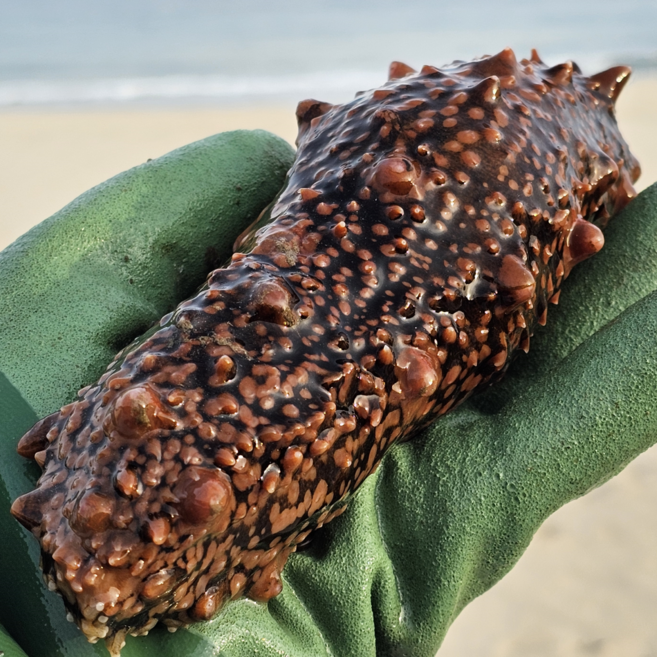 NLL저도어장 자연산 고급해삼 머구리배조업 돌기해삼 흑해삼 홍해삼, 1개, 당일조업 해삼 500g