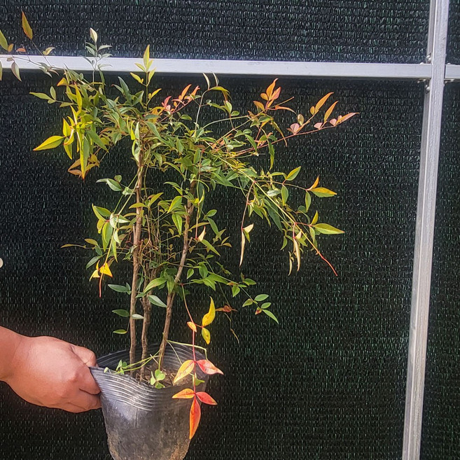 [나무의모든것] 남천 포트묘 분묘( 50cm이상), 남천나무묘목 포트묘(30cm이상), 1개