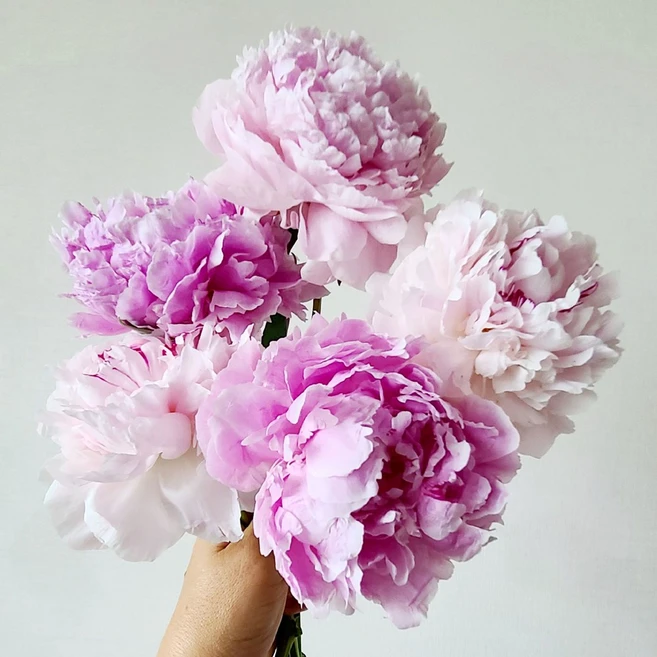 블룸픽 사라 생화 작약 핑크 대왕 작약 꽃선물 부케용 4대, 1개, 4송이 - 쿠팡