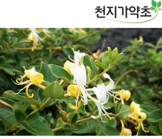 천지가약초 국산 금은화 200g 인동꽃 금은화차, 1개