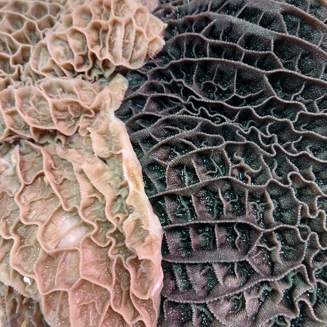 한우 벌집양 1kg 벌양 생벌양, 1개