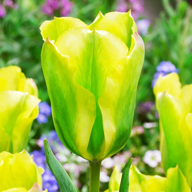 [큐가든] 튤립 구근 포르모사 5개 고급종 비리디플로라 튜울립 봄 꽃 노지월동 추식