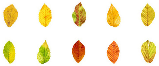 낙엽 메모지 스티커 가을 단풍 나뭇잎 접착 다꾸 다이어리 꾸미기, 좁은낙엽