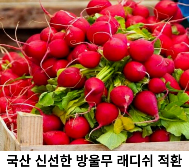 국내산 신선한 래디쉬 300g 500g 1kg 2kg 국산 싱싱한 적환무 방울무 래디시 적환 레디쉬 빨간무 생레데쉬 샐러드채소, 1개