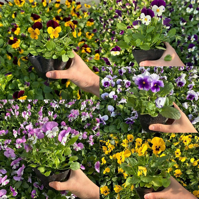 골드씨드 꽃모종 비올라 모종 10+2 세트 4치포트 다양한 종류 전원주택조경 실외조경 화단꾸미기 카페꾸미기, 흰연보, 12개