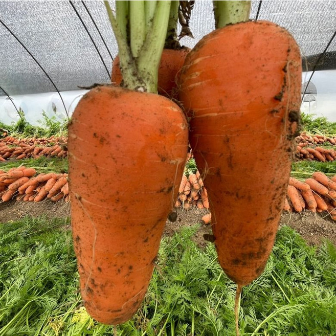 [단3일역대최저가] 아삭달큰 농장직송 제주 구좌당근, 1박스, 1kg