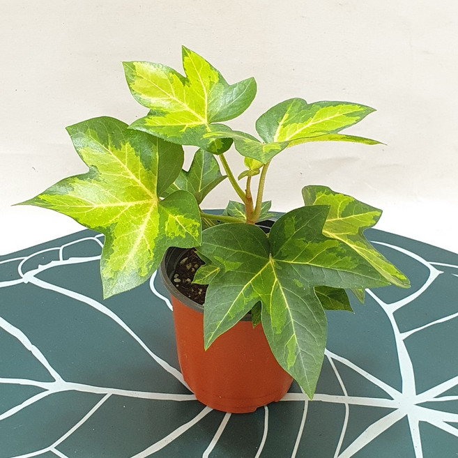 펫츠헤데라 아네미케 무늬아이비 무늬종 공기정화식물 스마일화훼유통, 1개, .