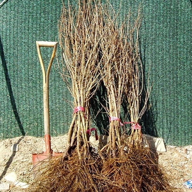 석류나무묘목, 1개