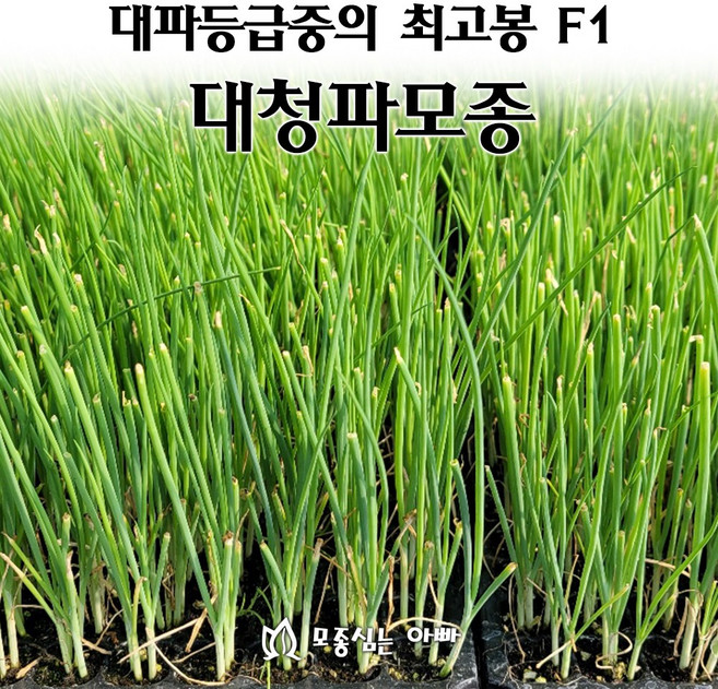 [모종심는아빠] 대파모종 대파중의 최고봉 F1 대청파, 200구(1판), 1개