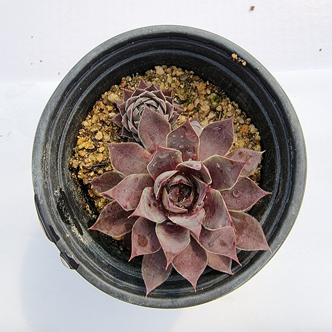 플라밍고(홍학) 바위솔 노지월동가능 바위솔 당일배송 애농팜 다육식물 조경 인테리어 선별배송, 1개