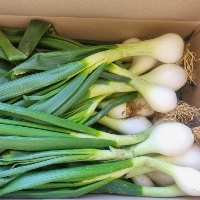 산지직송 햇 줄기양파 장아찌용 김치용, 1박스, 5kg