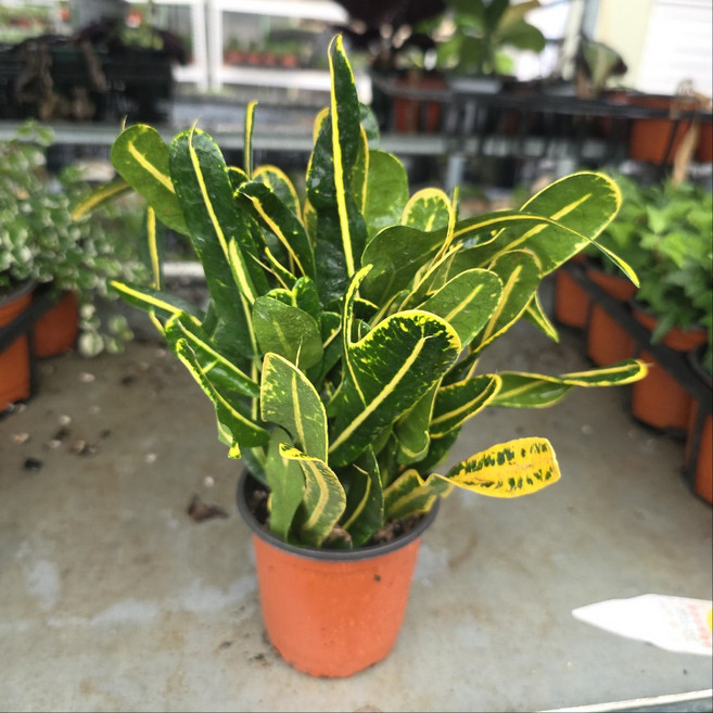 바나나크로톤 반려식물 공기정화 공기정화식물, 2개