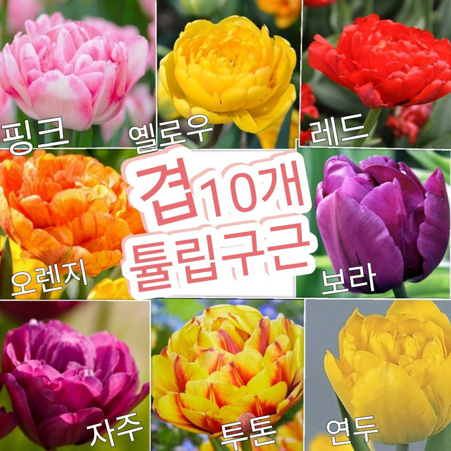 겹 튤립구근 7색10개/프리미엄구근/마지막 sale~~^^, 1개
