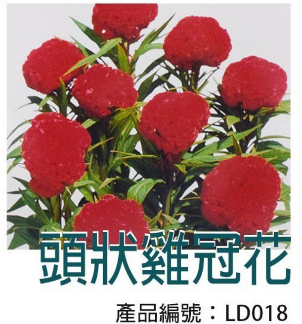 醬米資材 頭狀雞冠花種子, 1個