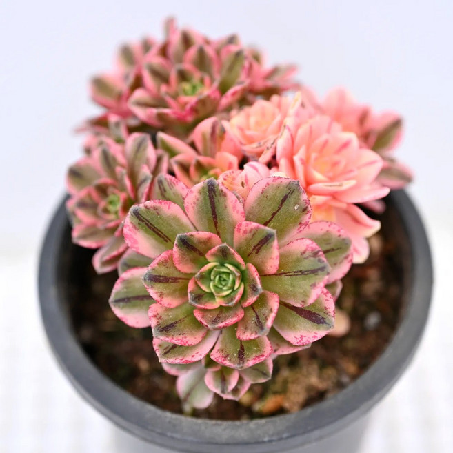 흑사금 다육이 부드러운 핑크빛과 초록빛 감성 플랜테리어 소형식물, 1개, 청색